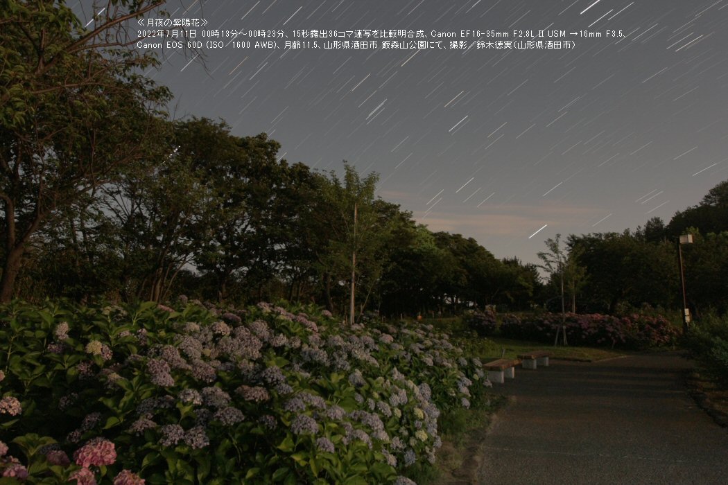 ≪星景写真≫月夜の紫陽花 (山形県酒田市)
