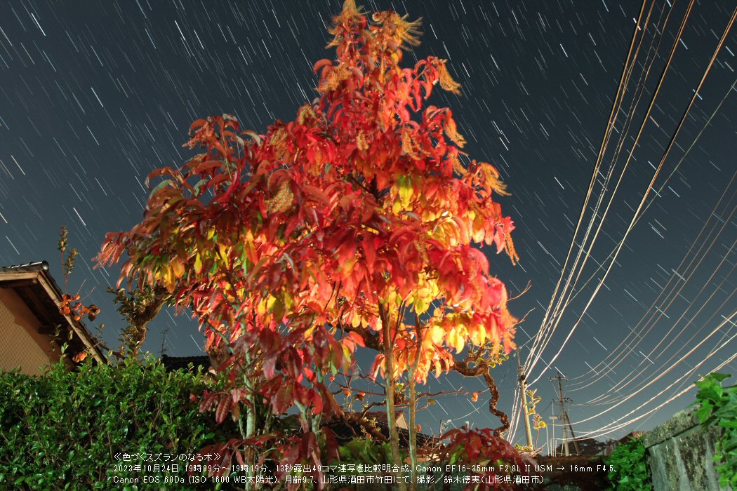 ≪星景写真≫色づくスズランのなる木